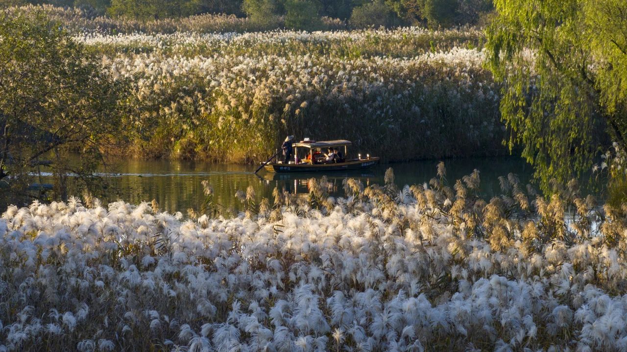 Wetland park in Hangzhou attracts tourists with beautiful autumn scenery