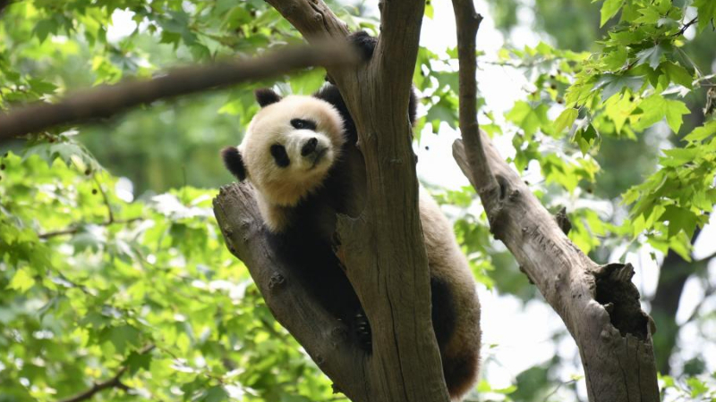 China's visa-free policy boosts inbound tourism, facilitates exchanges one year on