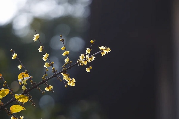 Wintersweet flowers attract visitors at temple in Hangzhou