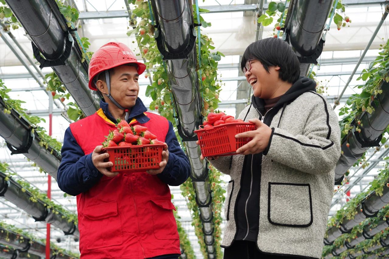 State Grid Hangzhou Power Supply Company ensures stable electricity for strawberry farmers
