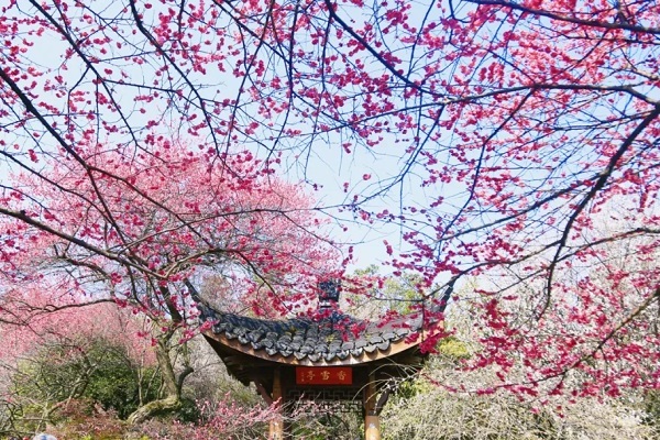 Tourists enjoy plum blossoms at Lingfeng Mountain in Hangzhou