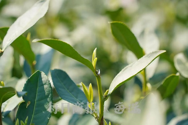 Hangzhou's West Lake Longjing tea officially starts to be picked