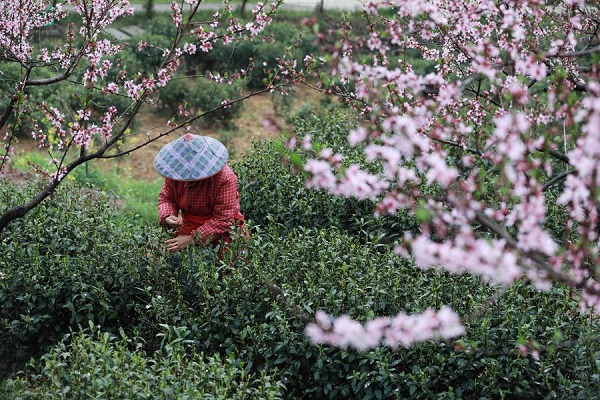 Spring aroma: thriving spring tea economy in E China's Zhejiang