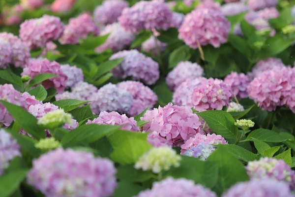 Hydrangeas paint a pastel-violet dream in Qiantang