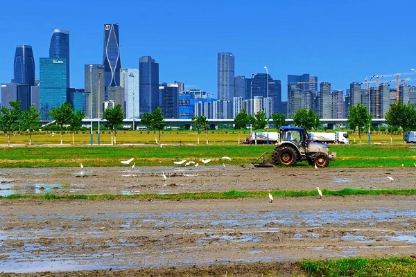 Rice planting begins in Hangzhou's Wheat Field CBD, scenic harvest expected this fall