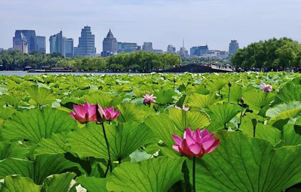 West Lake lotus exhibition opens with summer charm