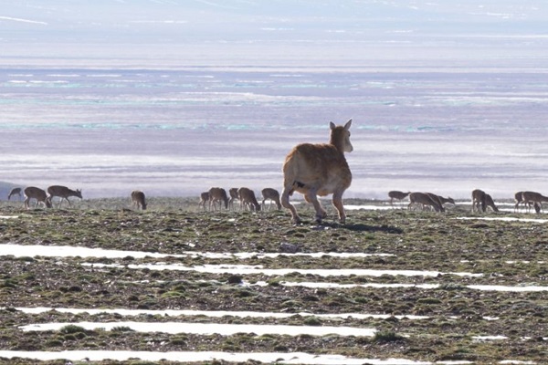 China unveils first-ever home-made bionic Tibetan antelope robot in Hoh Xil Nature Reserve