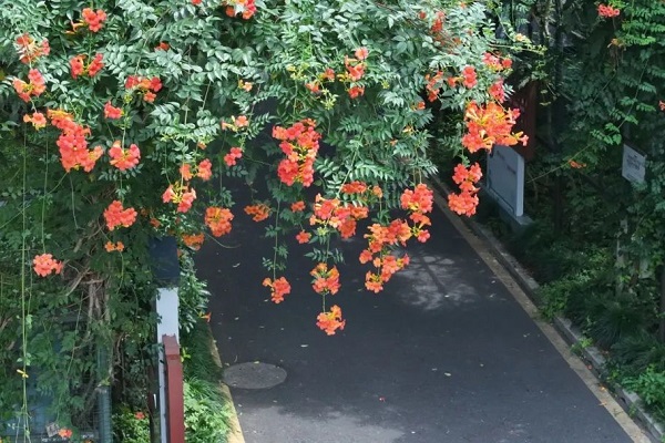 Gongshu bursts with trumpet creeper flowers