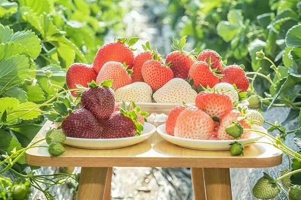 Hangzhou's loquat, strawberry sectors recognized provincially