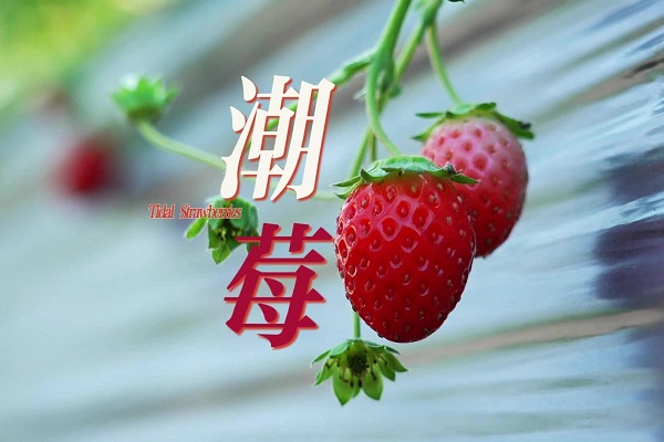 Take this year's first bite of strawberries in Qiantang