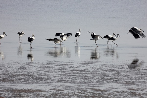 Rare Oriental storks sighted at Qiantang wetland
