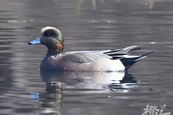 Lone American duck returns: Five winters at Hangzhou's Qingshan Lake