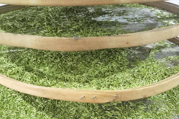 Hangzhou's first spring tea of the year begins limited harvest