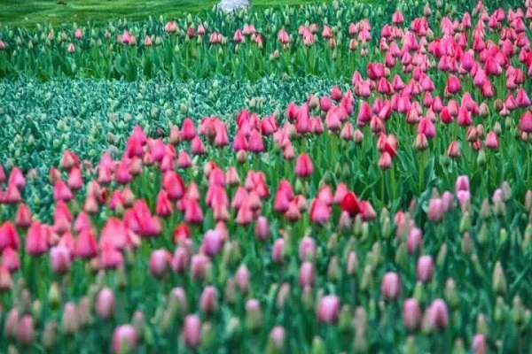 Tulip show opens in Hangzhou's Taiziwan Park
