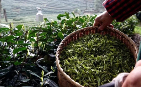 First batch of Longjing Tea harvested in Hangzhou