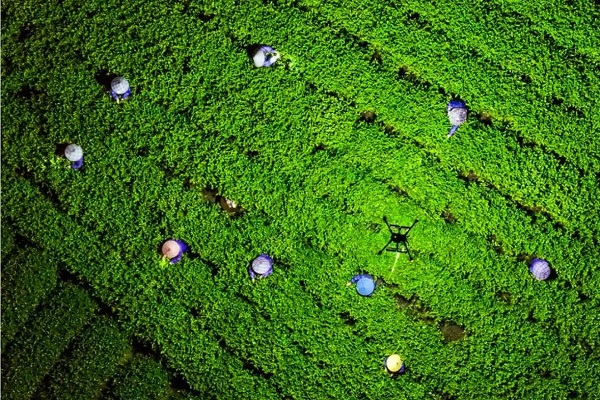 Drones light up nighttime harvest for tea farmers