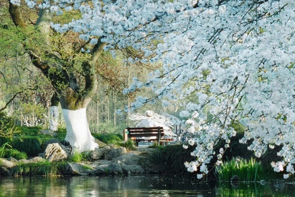 Hangzhou embraces pink cherry blossom paradise