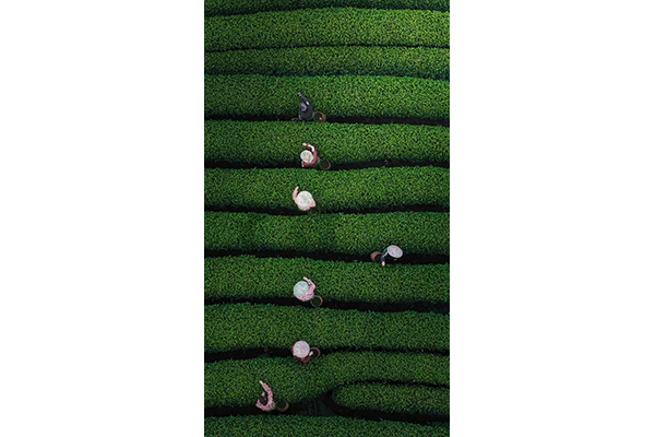 Premium morning tea fields in Hangzhou