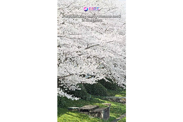 Hangzhou's spectacular shower of falling blossoms