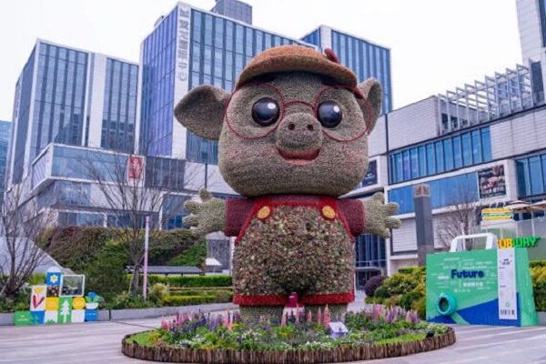 Meet the succulent 'Lucky Pig' in Hangzhou