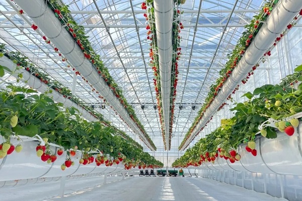 Hangzhou's 'adjustable-height' strawberry farm