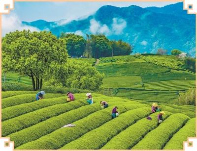 China's tea industry embraces technology, tourism to brew new growth