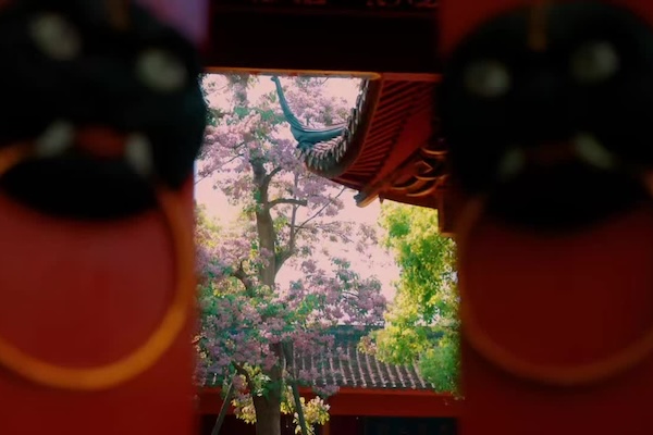 500-year-old Manchurian catalpa trees burst into bloom in Hangzhou