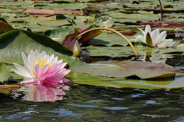 Rare two-tone water lilies bloom at West Lake