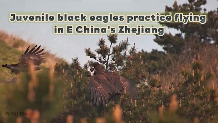 First record of juvenile black eagles practicing flying in E China