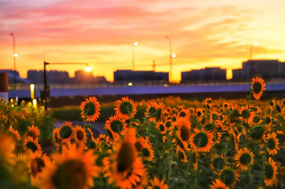 Sunflower fields add summer glow to Dongsha Lake