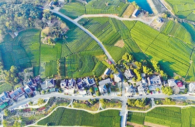Artists bring new life to Hangzhou's village