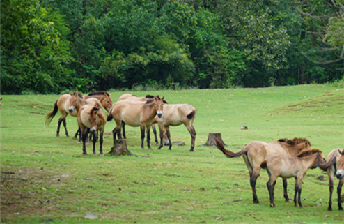 Przewalski's horses set to return to Xinjiang wild