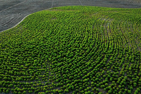 Over 100,000 kochia plants create green carpet in Hangzhou