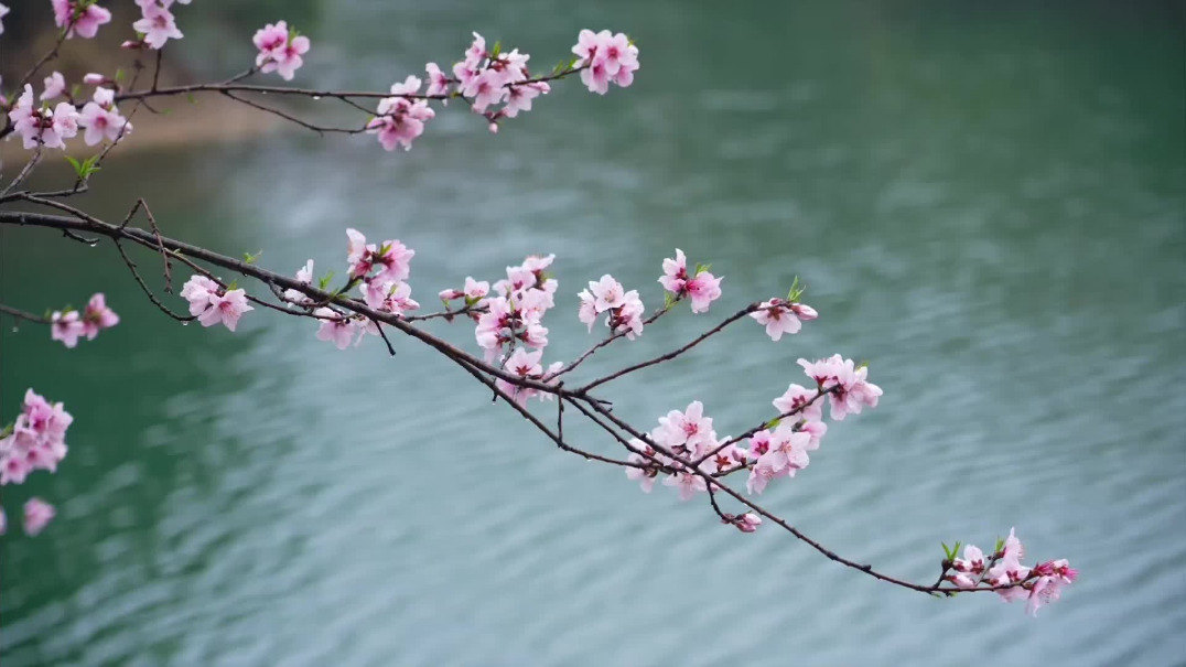Hangzhou's Hejia village embraces tea, art, diverse lifestyles