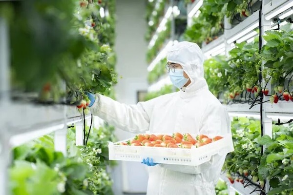 Hangzhou's AI plant factories take farming from deserts to frozen regions