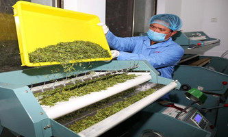 Hangzhou amps up green tea production 