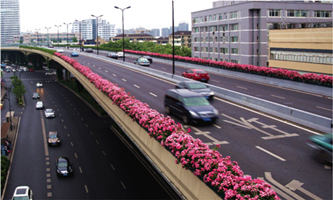 Hangzhou grows Chinese roses alongside overpasses