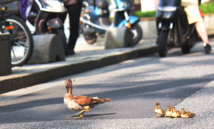 A rendering of 'Abbey Road' by mandarin ducks