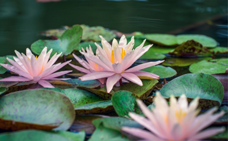 West Lake's water lilies in full blossom