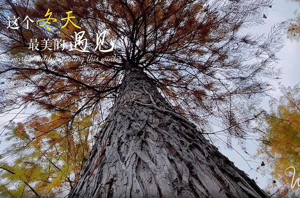 Winter in Hangzhou: Forest of Metasequoia