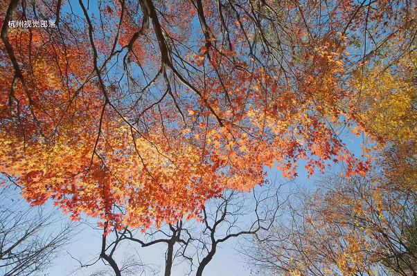 West Lake in winter: Maple trees