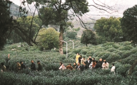 Hangzhou tea industry off to good start