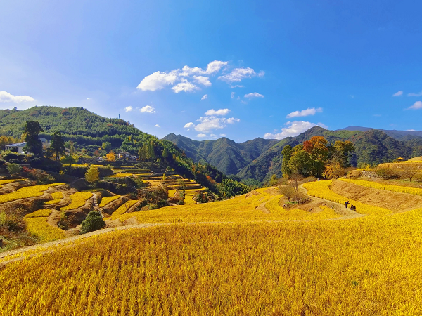 Autumn climbs mountains in Zhinan village