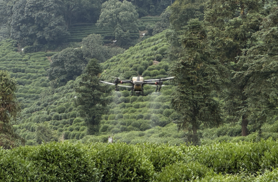 Drones assist Hangzhou farmers in tea gardening