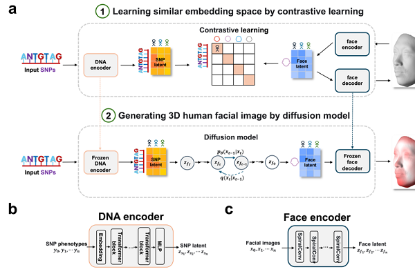 Chinese research team generates 3D facial images based on DNA