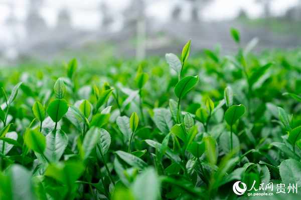 China brews global matcha success