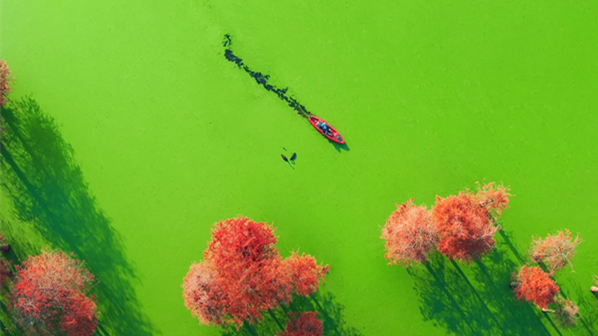 Hangzhou draws Southeast Asian tourists with Wuyue culture, 'matcha lake'